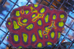 wholesale_coral - saltwater_fish saltwater_coral - rare corals - coralsdepot - Corals_Depot - live_corals - eye - catching - coral quality_marine_fish - quality - marine discoun