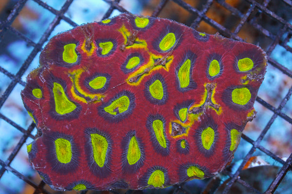 wholesale_coral - saltwater_fish saltwater_coral - rare corals - coralsdepot - Corals_Depot - live_corals - eye - catching - coral quality_marine_fish - quality - marine discoun