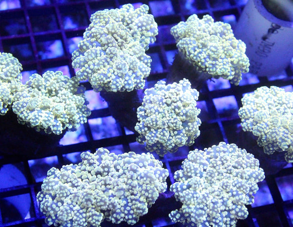 wholesale_coral - saltwater_fish saltwater_coral - rare corals - coralsdepot - Corals_Depot - live_corals - eye - catching - coral quality_marine_fish - quality - marine discoun