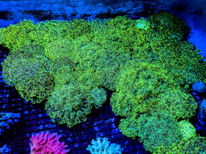 wholesale_coral - saltwater_fish saltwater_coral - rare corals - coralsdepot - Corals_Depot - live_corals - eye - catching - coral quality_marine_fish - quality - marine discoun