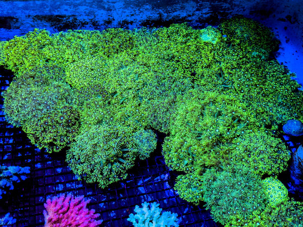 wholesale_coral - saltwater_fish saltwater_coral - rare corals - coralsdepot - Corals_Depot - live_corals - eye - catching - coral quality_marine_fish - quality - marine discoun