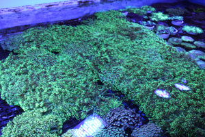 wholesale_coral - saltwater_fish saltwater_coral - rare corals - coralsdepot - Corals_Depot - live_corals - eye - catching - coral quality_marine_fish - quality - marine discoun