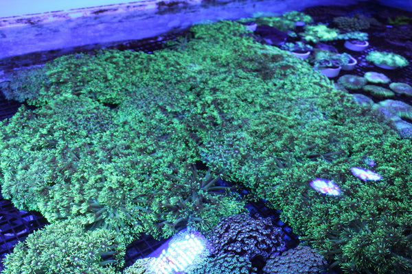 wholesale_coral - saltwater_fish saltwater_coral - rare corals - coralsdepot - Corals_Depot - live_corals - eye - catching - coral quality_marine_fish - quality - marine discoun