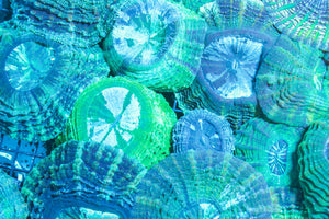 wholesale_coral - saltwater_fish saltwater_coral - rare corals - coralsdepot - Corals_Depot - live_corals - eye - catching - coral quality_marine_fish - quality - marine discoun