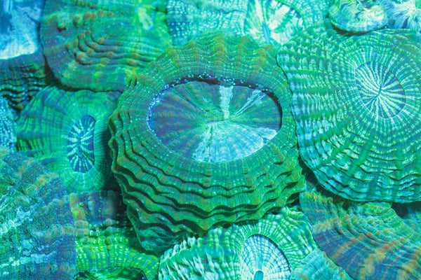 wholesale_coral - saltwater_fish saltwater_coral - rare corals - coralsdepot - Corals_Depot - live_corals - eye - catching - coral quality_marine_fish - quality - marine discoun