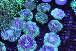 wholesale_coral - saltwater_fish saltwater_coral - rare corals - coralsdepot - Corals_Depot - live_corals - eye - catching - coral quality_marine_fish - quality - marine discoun