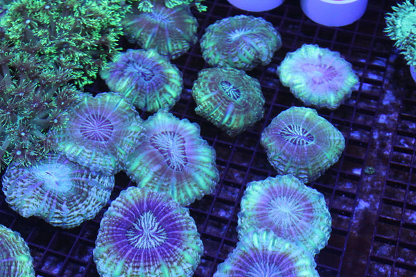 wholesale_coral - saltwater_fish saltwater_coral - rare corals - coralsdepot - Corals_Depot - live_corals - eye - catching - coral quality_marine_fish - quality - marine discoun
