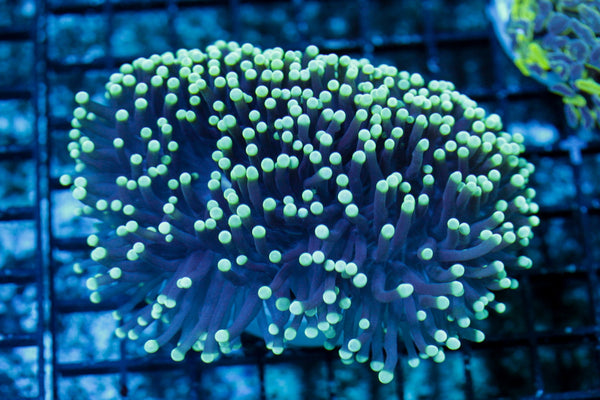 wholesale_coral - saltwater_fish saltwater_coral - rare corals - coralsdepot - Corals_Depot - live_corals - eye-catching-coral quality_marine_fish -quality-marine discoun