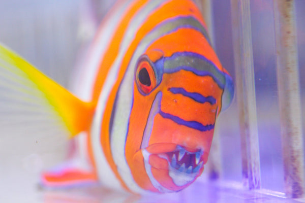 wholesale_coral - saltwater_fish saltwater_coral - rare corals - coralsdepot - Corals_Depot - live_corals - eye - catching - coral quality_marine_fish - quality - marine discoun