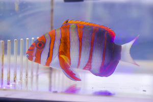 wholesale_coral - saltwater_fish saltwater_coral - rare corals - coralsdepot - Corals_Depot - live_corals - eye - catching - coral quality_marine_fish - quality - marine discoun