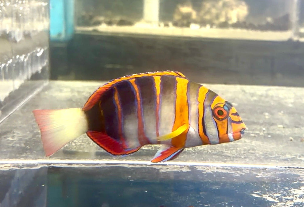 wholesale_coral - saltwater_fish saltwater_coral - rare corals - coralsdepot - Corals_Depot - live_corals - eye - catching - coral quality_marine_fish - quality - marine discoun