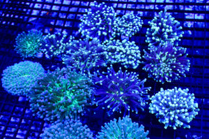 wholesale_coral - saltwater_fish saltwater_coral - rare corals - coralsdepot - Corals_Depot - live_corals - eye - catching - coral quality_marine_fish - quality - marine discoun
