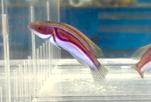 wholesale_coral - saltwater_fish saltwater_coral - rare corals - coralsdepot - Corals_Depot - live_corals - eye - catching - coral quality_marine_fish - quality - marine discoun