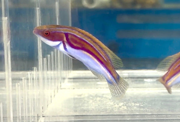 wholesale_coral - saltwater_fish saltwater_coral - rare corals - coralsdepot - Corals_Depot - live_corals - eye - catching - coral quality_marine_fish - quality - marine discoun