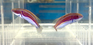 wholesale_coral - saltwater_fish saltwater_coral - rare corals - coralsdepot - Corals_Depot - live_corals - eye - catching - coral quality_marine_fish - quality - marine discoun