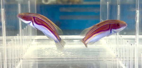 wholesale_coral - saltwater_fish saltwater_coral - rare corals - coralsdepot - Corals_Depot - live_corals - eye - catching - coral quality_marine_fish - quality - marine discoun