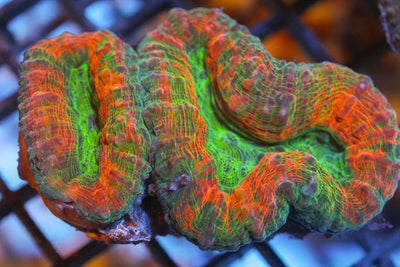 wholesale_coral - saltwater_fish saltwater_coral - rare corals - coralsdepot - Corals_Depot - live_corals - eye - catching - coral quality_marine_fish - quality - marine discoun