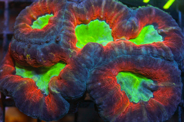 wholesale_coral - saltwater_fish saltwater_coral - rare corals - coralsdepot - Corals_Depot - live_corals - eye - catching - coral quality_marine_fish - quality - marine discoun