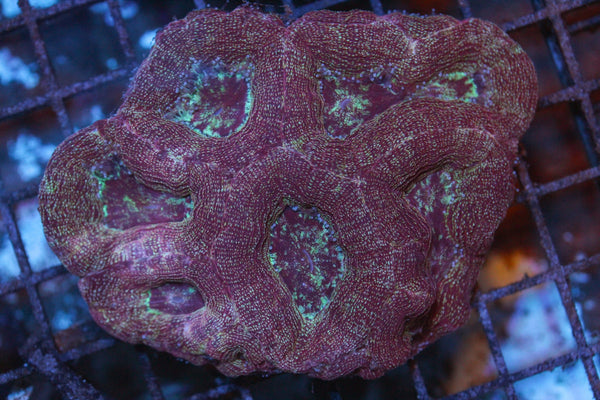 wholesale_coral - saltwater_fish saltwater_coral - rare corals - coralsdepot - Corals_Depot - live_corals - eye - catching - coral quality_marine_fish - quality - marine discoun