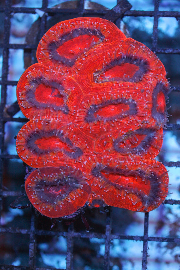 wholesale_coral - saltwater_fish saltwater_coral - rare corals - coralsdepot - Corals_Depot - live_corals - eye - catching - coral quality_marine_fish - quality - marine discoun