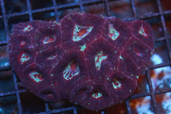 wholesale_coral - saltwater_fish saltwater_coral - rare corals - coralsdepot - Corals_Depot - live_corals - eye - catching - coral quality_marine_fish - quality - marine discoun