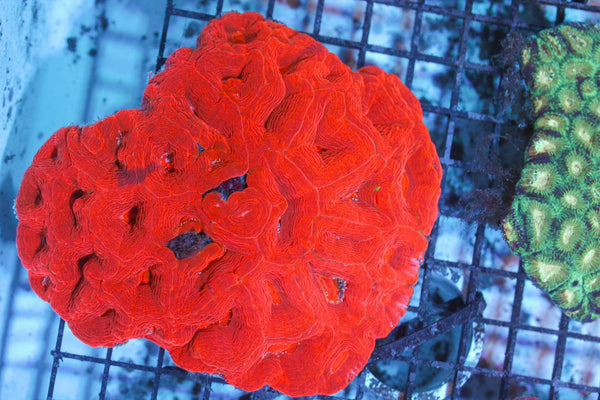 wholesale_coral - saltwater_fish saltwater_coral - rare corals - coralsdepot - Corals_Depot - live_corals - eye - catching - coral quality_marine_fish - quality - marine discoun