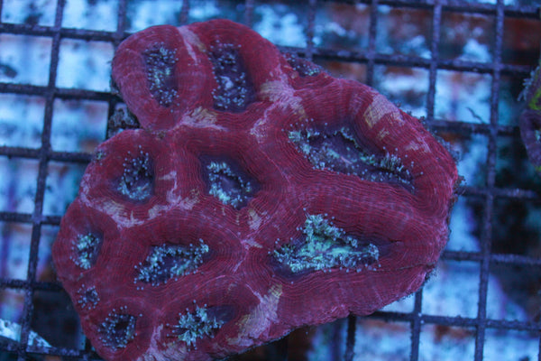wholesale_coral - saltwater_fish saltwater_coral - rare corals - coralsdepot - Corals_Depot - live_corals - eye - catching - coral quality_marine_fish - quality - marine discoun