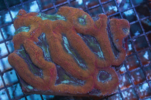 wholesale_coral - saltwater_fish saltwater_coral - rare corals - coralsdepot - Corals_Depot - live_corals - eye - catching - coral quality_marine_fish - quality - marine discoun