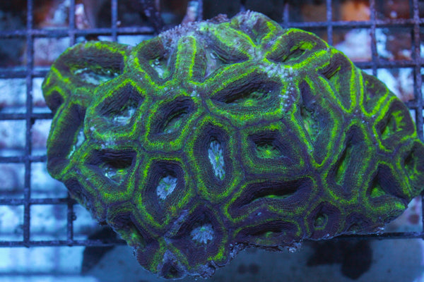 wholesale_coral - saltwater_fish saltwater_coral - rare corals - coralsdepot - Corals_Depot - live_corals - eye - catching - coral quality_marine_fish - quality - marine discoun