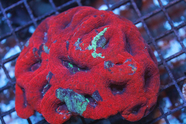 wholesale_coral - saltwater_fish saltwater_coral - rare corals - coralsdepot - Corals_Depot - live_corals - eye - catching - coral quality_marine_fish - quality - marine discoun