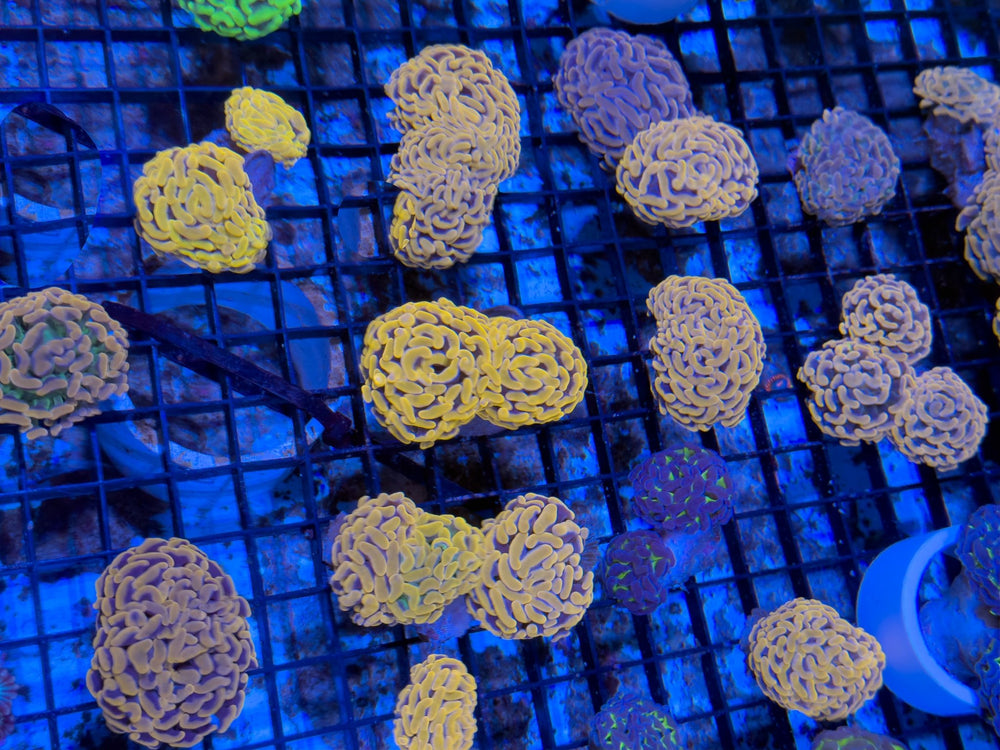 wholesale_coral - saltwater_fish saltwater_coral - rare corals - coralsdepot - Corals_Depot - live_corals - eye - catching - coral quality_marine_fish - quality - marine discoun