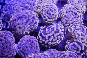 wholesale_coral - saltwater_fish saltwater_coral - rare corals - coralsdepot - Corals_Depot - live_corals - eye - catching - coral quality_marine_fish - quality - marine discoun