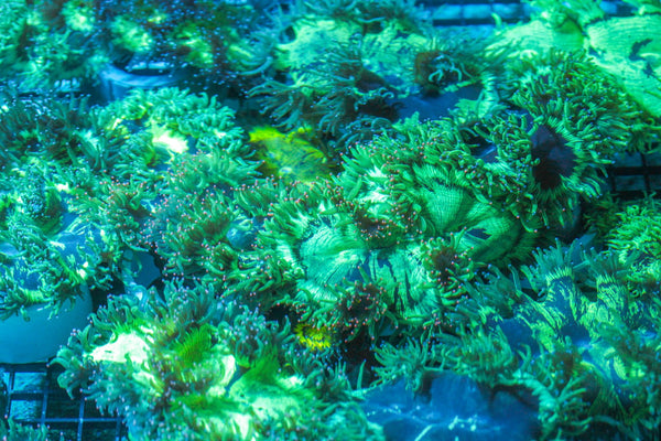 wholesale_coral - saltwater_fish saltwater_coral - rare corals - coralsdepot - Corals_Depot - live_corals - eye - catching - coral quality_marine_fish - quality - marine discoun