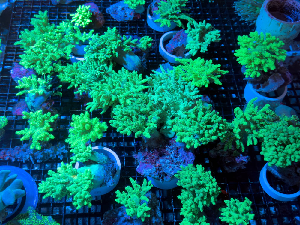wholesale_coral - saltwater_fish saltwater_coral - rare corals - coralsdepot - Corals_Depot - live_corals - eye - catching - coral quality_marine_fish - quality - marine discoun