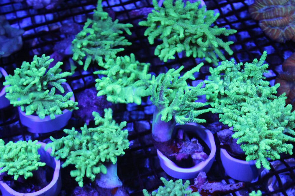 wholesale_coral - saltwater_fish saltwater_coral - rare corals - coralsdepot - Corals_Depot - live_corals - eye - catching - coral quality_marine_fish - quality - marine discoun