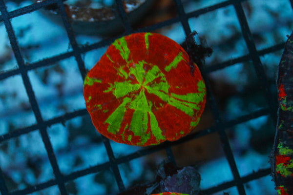 wholesale_coral - saltwater_fish saltwater_coral - rare corals - coralsdepot - Corals_Depot - live_corals - eye - catching - coral quality_marine_fish - quality - marine discoun