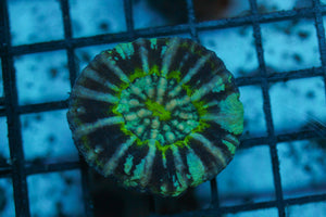 wholesale_coral - saltwater_fish saltwater_coral - rare corals - coralsdepot - Corals_Depot - live_corals - eye - catching - coral quality_marine_fish - quality - marine discoun