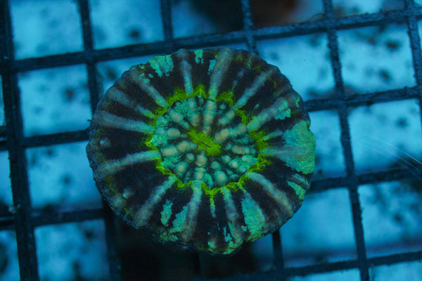 wholesale_coral - saltwater_fish saltwater_coral - rare corals - coralsdepot - Corals_Depot - live_corals - eye - catching - coral quality_marine_fish - quality - marine discoun