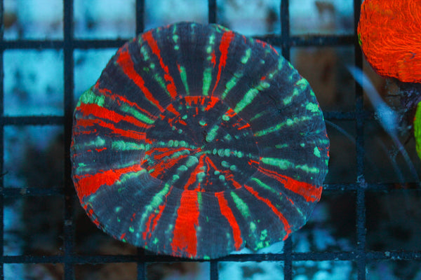 wholesale_coral - saltwater_fish saltwater_coral - rare corals - coralsdepot - Corals_Depot - live_corals - eye - catching - coral quality_marine_fish - quality - marine discoun