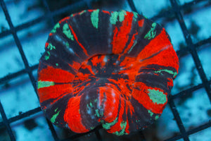 wholesale_coral - saltwater_fish saltwater_coral - rare corals - coralsdepot - Corals_Depot - live_corals - eye - catching - coral quality_marine_fish - quality - marine discoun