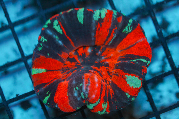 wholesale_coral - saltwater_fish saltwater_coral - rare corals - coralsdepot - Corals_Depot - live_corals - eye - catching - coral quality_marine_fish - quality - marine discoun