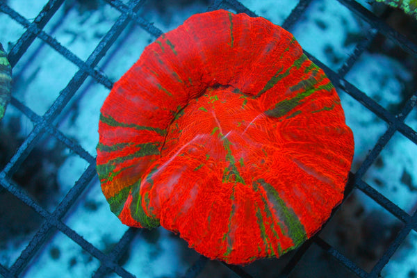 wholesale_coral - saltwater_fish saltwater_coral - rare corals - coralsdepot - Corals_Depot - live_corals - eye - catching - coral quality_marine_fish - quality - marine discoun