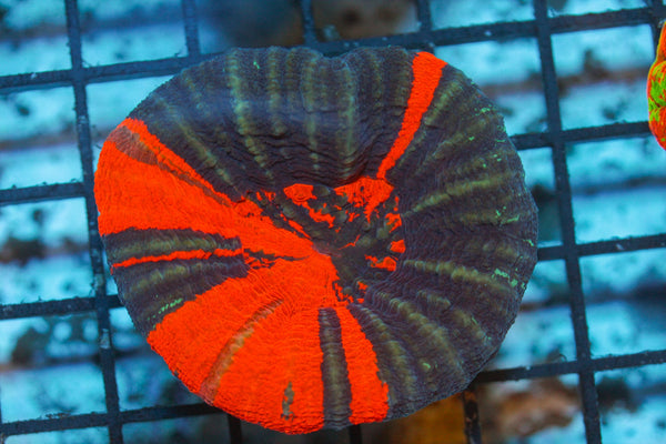 wholesale_coral - saltwater_fish saltwater_coral - rare corals - coralsdepot - Corals_Depot - live_corals - eye - catching - coral quality_marine_fish - quality - marine discoun