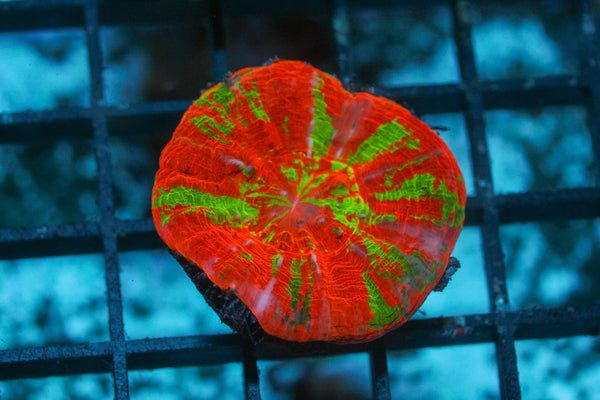 wholesale_coral - saltwater_fish saltwater_coral - rare corals - coralsdepot - Corals_Depot - live_corals - eye - catching - coral quality_marine_fish - quality - marine discoun