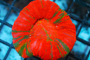 wholesale_coral - saltwater_fish saltwater_coral - rare corals - coralsdepot - Corals_Depot - live_corals - eye - catching - coral quality_marine_fish - quality - marine discoun