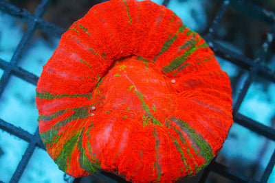 wholesale_coral - saltwater_fish saltwater_coral - rare corals - coralsdepot - Corals_Depot - live_corals - eye - catching - coral quality_marine_fish - quality - marine discoun