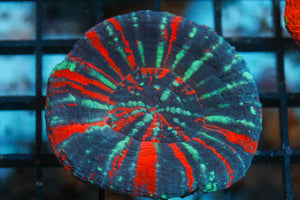 wholesale_coral - saltwater_fish saltwater_coral - rare corals - coralsdepot - Corals_Depot - live_corals - eye - catching - coral quality_marine_fish - quality - marine discoun