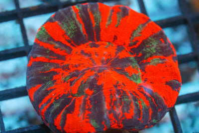 wholesale_coral - saltwater_fish saltwater_coral - rare corals - coralsdepot - Corals_Depot - live_corals - eye - catching - coral quality_marine_fish - quality - marine discoun