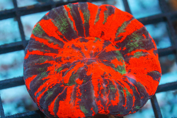 wholesale_coral - saltwater_fish saltwater_coral - rare corals - coralsdepot - Corals_Depot - live_corals - eye - catching - coral quality_marine_fish - quality - marine discoun