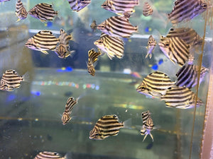 wholesale_coral - saltwater_fish saltwater_coral - rare corals - coralsdepot - Corals_Depot - live_corals - eye - catching - coral quality_marine_fish - quality - marine discoun